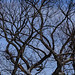 Winter Trees 2014 2
