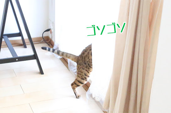 ベンガル猫