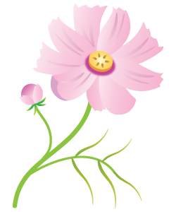 秋の花 コスモス ふでこや 無料イラスト