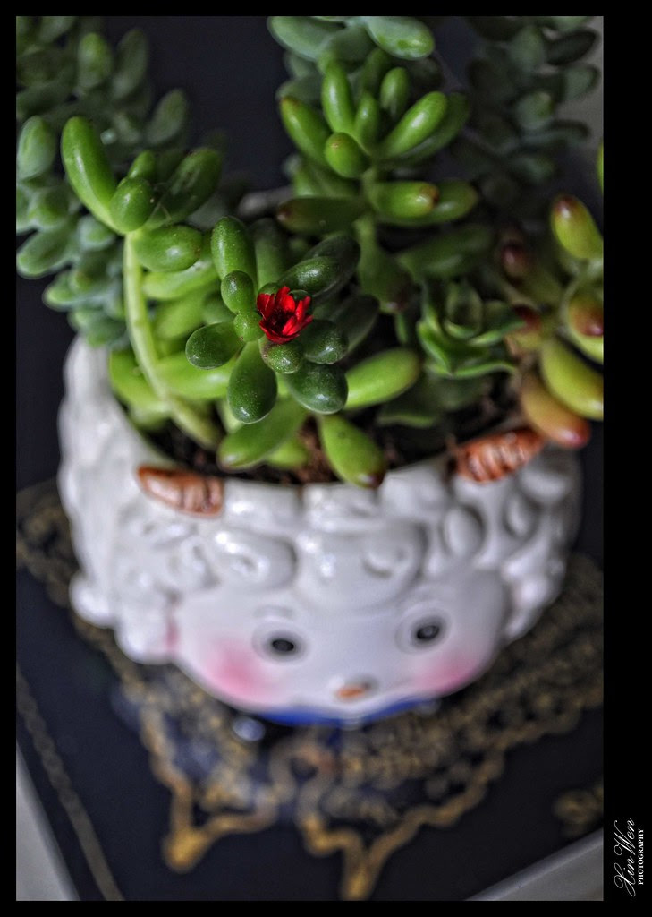 _DSC0880F