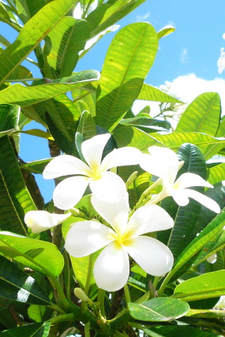 Iphone用ハワイの壁紙無料ダウロード ハワイのライフスタイルブランド Nalu Hawaiian Spirit