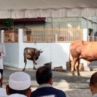 Gambar
