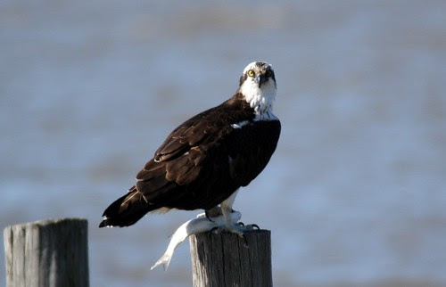 Osprey with fish