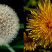 Taraxacun, two stages