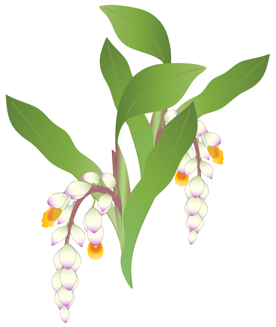 月桃の花 ふでこや 無料イラスト