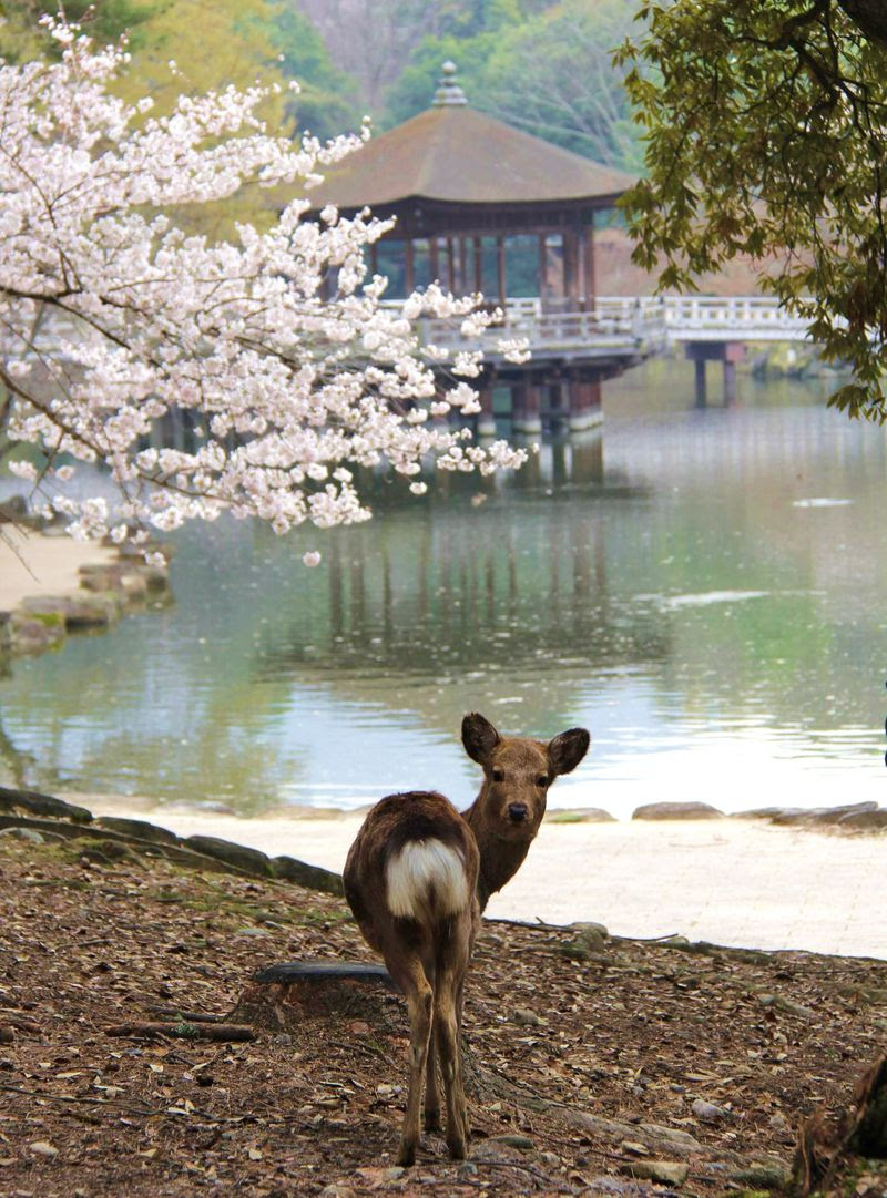 奈良公園で可愛い鹿たちに癒されよう 奈良県 トラベルjp 旅行ガイド