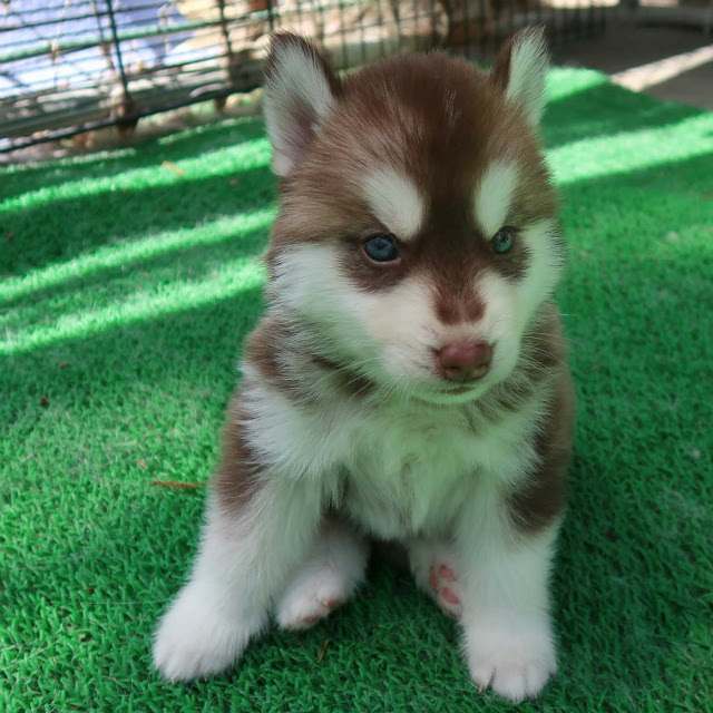 シベリアン ハスキー ブリーダー 子犬 子猫販売 エブリわん