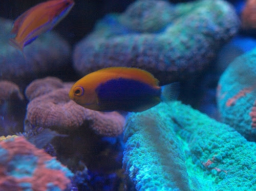 小型ヤッコのメスとオス チまチまａｑｕａ 楽天ブログ