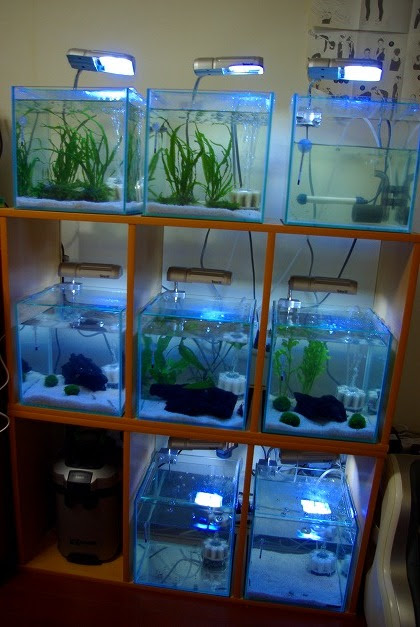 お気に入 ベタ 飼育セット 水槽台 Www Anavara Com