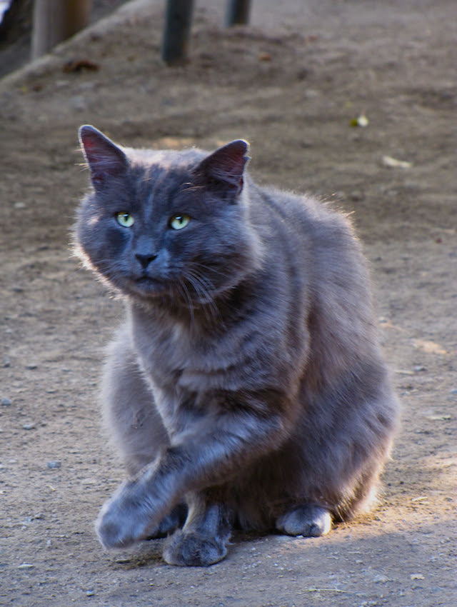 Gray Cat