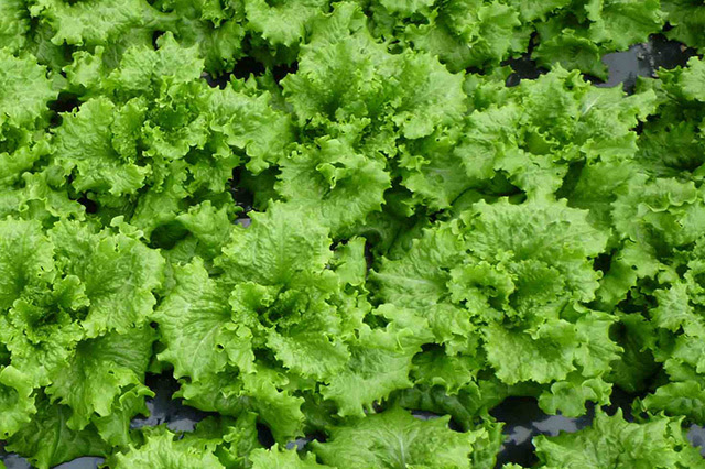 玉レタスの種まき時期と育て方 色々な育て方の情報 育て方ボックス