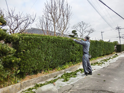 マキの木の生垣剪定方法 剪定 消毒なら佐賀市のサトル植木