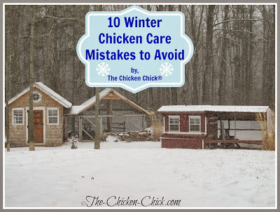 your comfort level with the chickens’ comfort level. Chickens ...