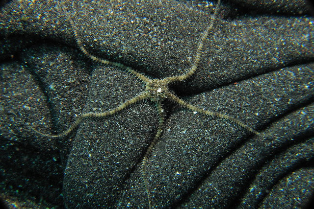 Brittle star