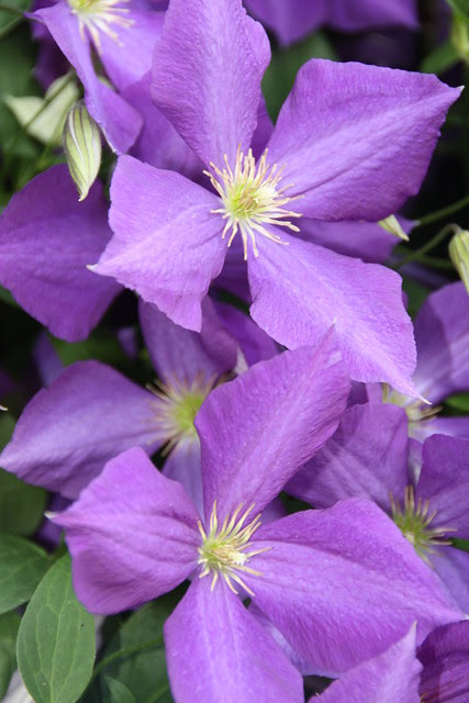 Clematis Galore!