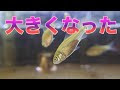 川魚 稚魚 飼育 127376-川魚 稚魚 飼育