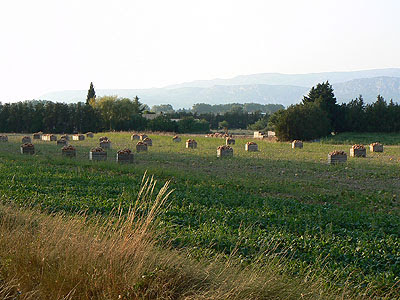 champs de potirons.jpg
