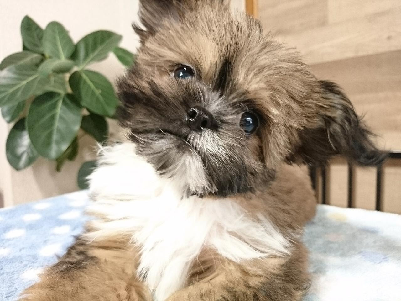 アルはトイプードルなのであ る シーズーミックスの子犬 ご家族募集
