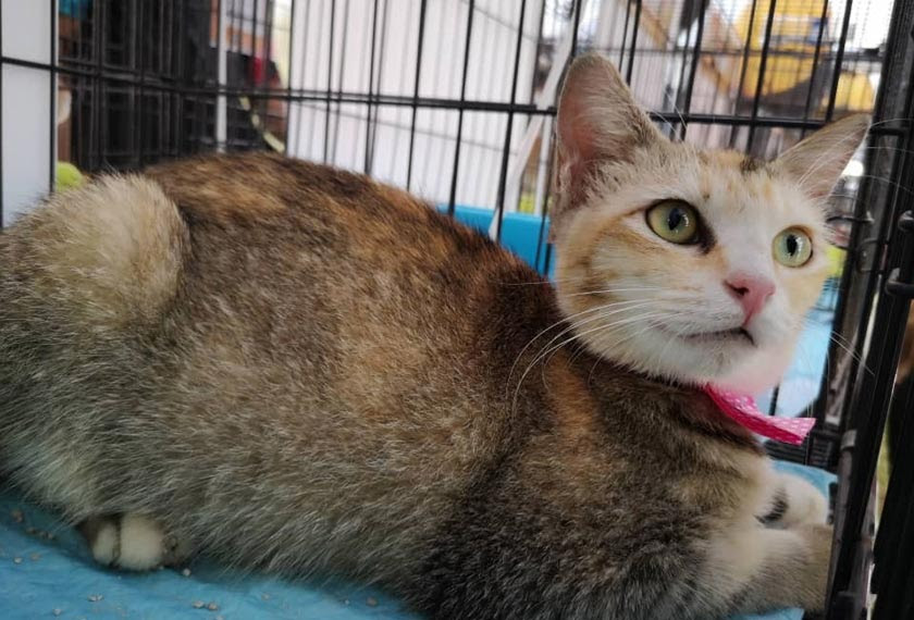 Jangan sekadar beri kucing makan, mandulkan jugau0027  Astro Awani