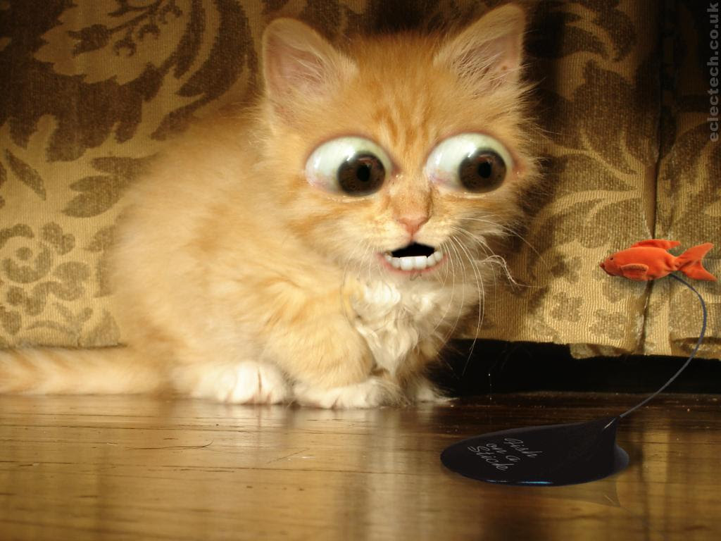 Cats can't resist a fish on a stick. other cat · other desktop wallpaper
