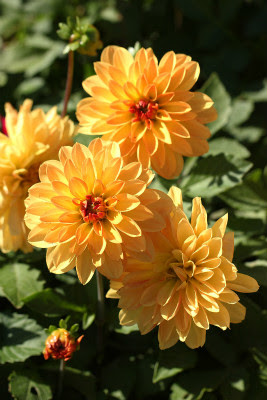 本日 １０月１８日の誕生花は 花言葉 今日の花３６５日 フローリスト カノシェ スタッフダイアリー