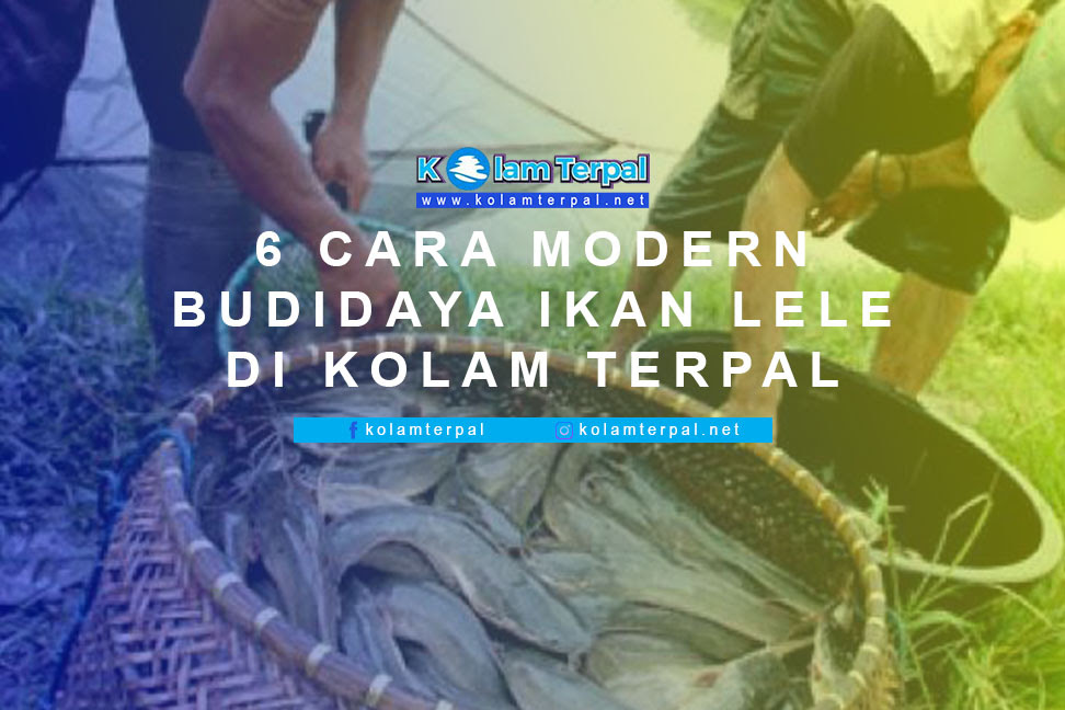 6 Cara Modern Budidaya Ikan Lele di Kolam Terpal