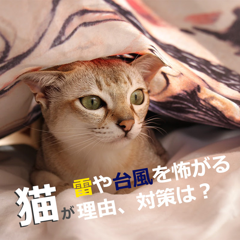 猫が雷や台風を怖がる理由 対策は 雨の日の気象病にも要注意