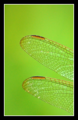 Dragonfly wing