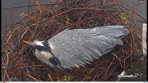 Great Blue Heron in rain