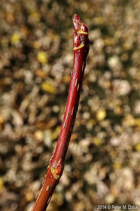 Perhaps you are looking at packets of perennial flower seeds and are wondering which ones are the best and the easiest to grow. Acer saccharinum (Silver Maple): Minnesota Wildflowers