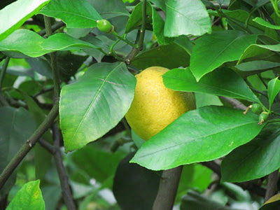 レモンの葉が枯れる理由