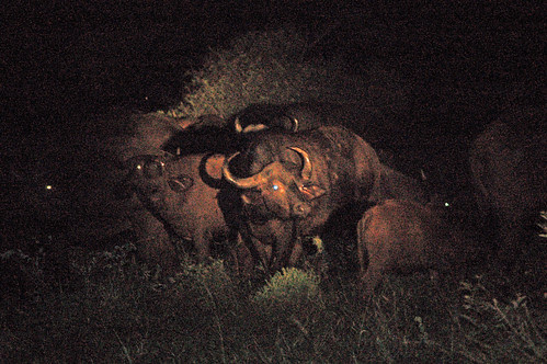 Candleitsundownerbuffalo