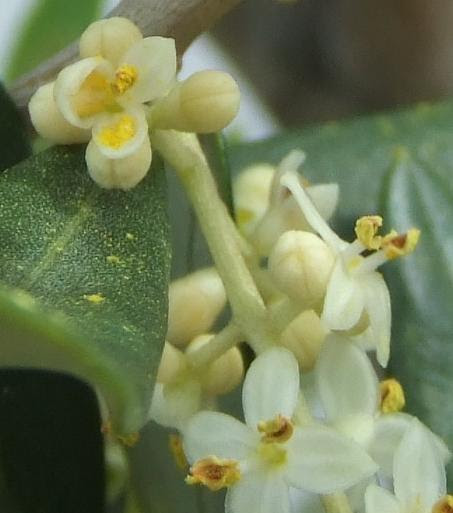 オリーブの花 オリーブde Olives