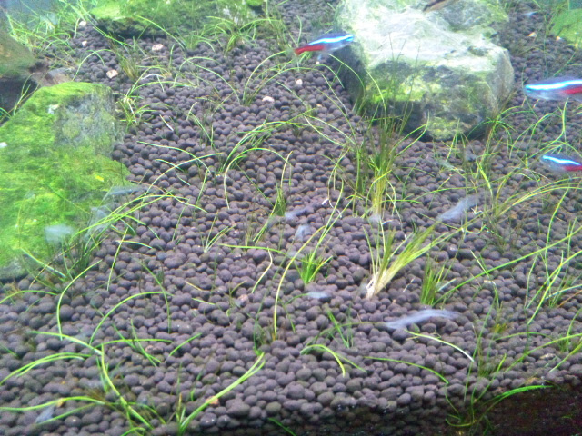 水草水槽で絨毯 草原を作りたい 水槽内に白い膜が