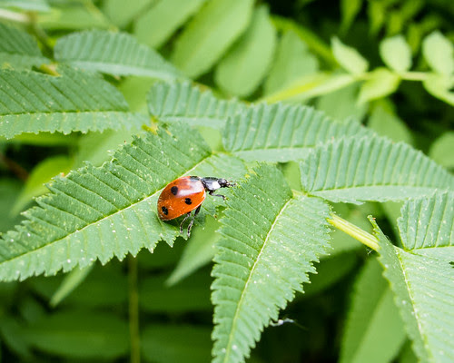 ladybug