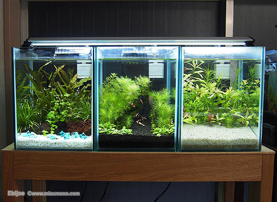 ビーシュリンプのレイアウト水槽 自宅ではじめるビーシュリンプ ライフ 熱帯魚のことなら みずものコム