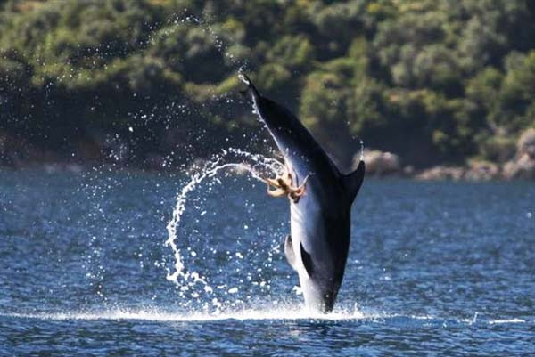 perierga.gr - Χταπόδι "κόλλησε" πάνω σε δελφίνι!