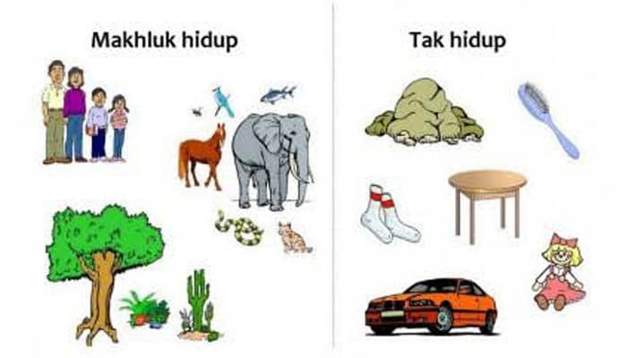 Pengertian dan Ciri Ciri Mahkluk Hidup Beserta Gambarnya Pengertian dan Ciri Ciri Mahkluk Hidup Beserta Gambarnya
