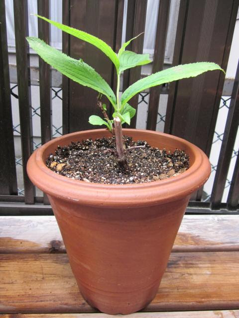 挿し木のウツギ 空木 を植え替えました 猫と園芸