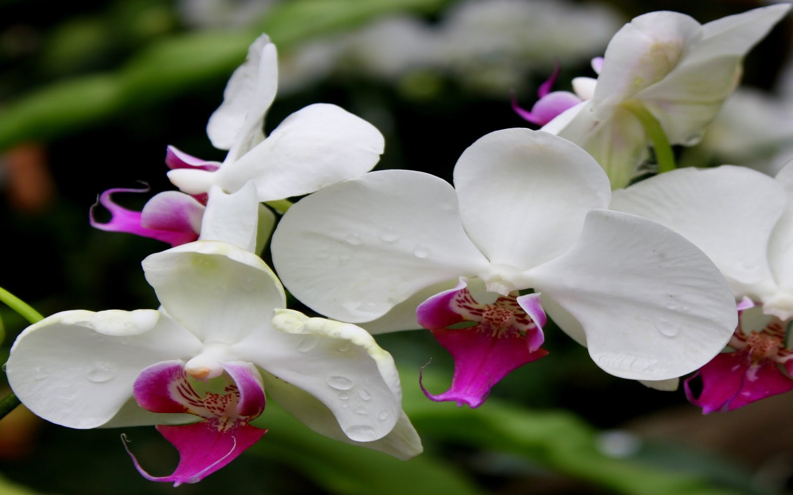 Gambar Bunga Anggrek 4805 Wallpapers13 com Gambar Bunga Anggrek 4805 Wallpapers13 com