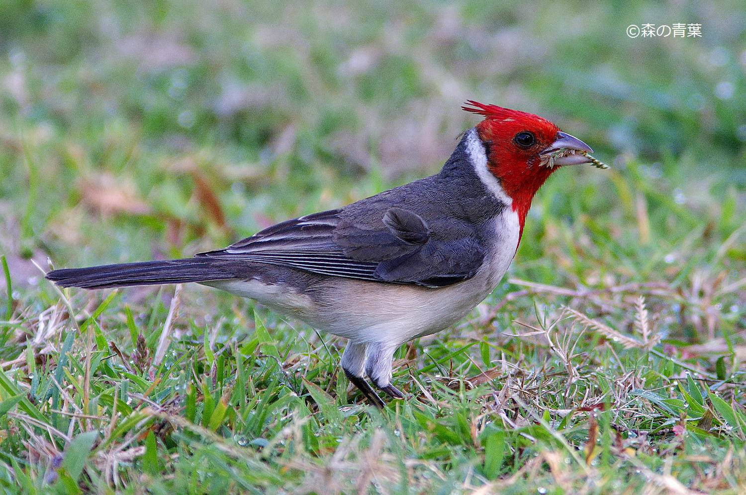 ハワイの野鳥 The Birds In Hawaii 森の青葉 Borgで身近な月 太陽 野鳥撮影ブログ