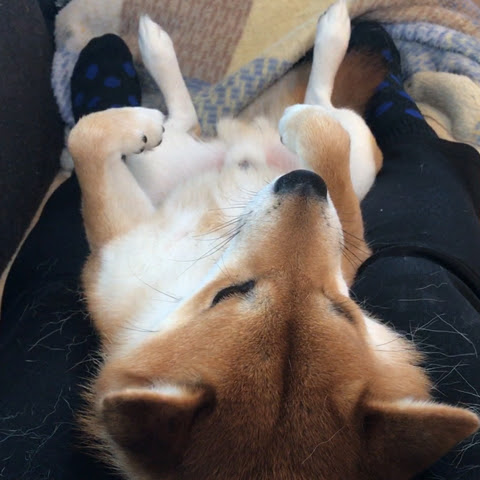 寝相でわかる犬の心理 寝ているときの愛犬はどんな気持ち