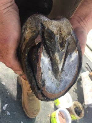 Combating White Line Disease Respond Systems