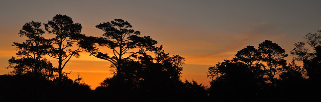Metompkin Morning (9)