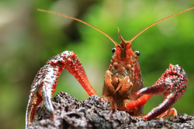 意外と大人に人気 ザリガニの特徴と飼う際の注意点をご紹介します