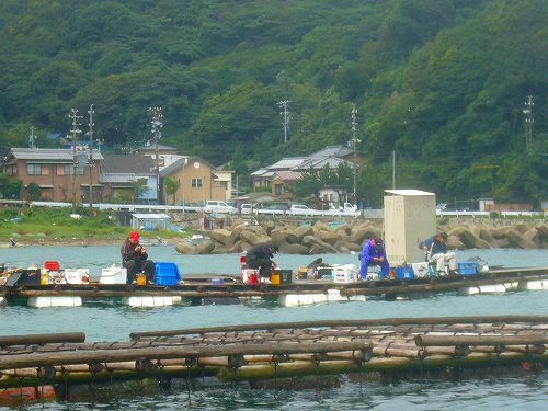ちょいサルおやじの 筏チヌ釣り道場 鳥羽小浜 第1章