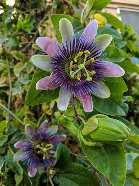 Selecting plants for your container garden · angelonia · begonia · calibrachoa · crossandra · cuphea · dahlia · fuschia · gomphrena . Best Vines to Grow in Phoenix Arizona - Phoenix Gardening