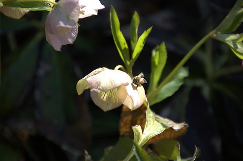 Bee on Hellebore
