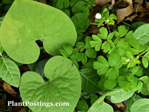 Wild Ginger and False Rue Anemone