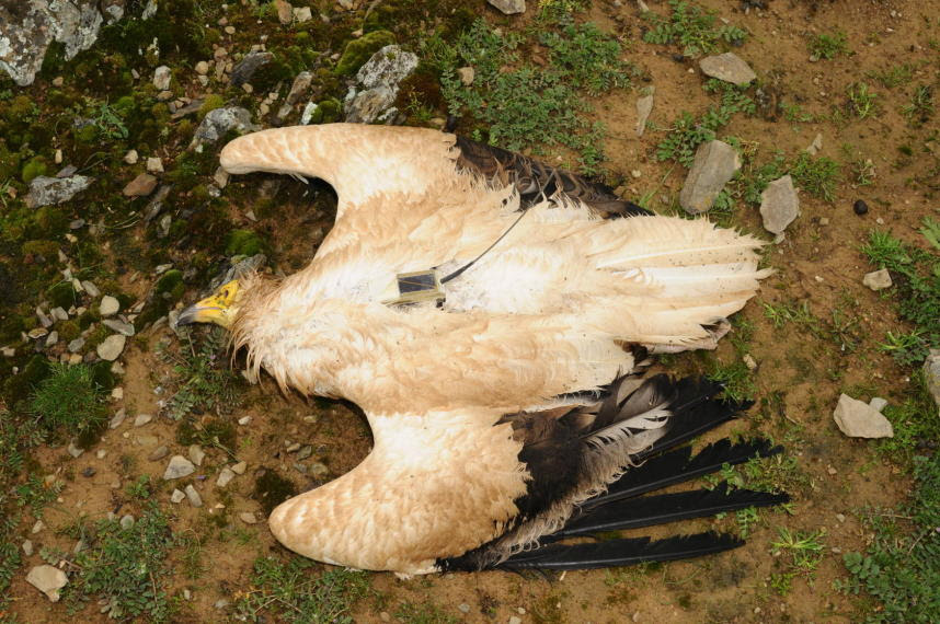 Ave rapaz envenada en Siruela en 2010.